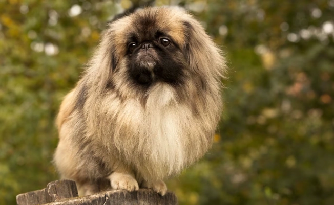 pekingese health problems