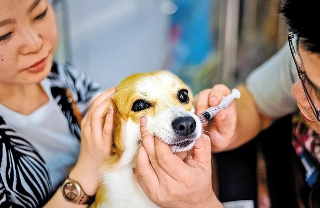 puppy shots puppy shots