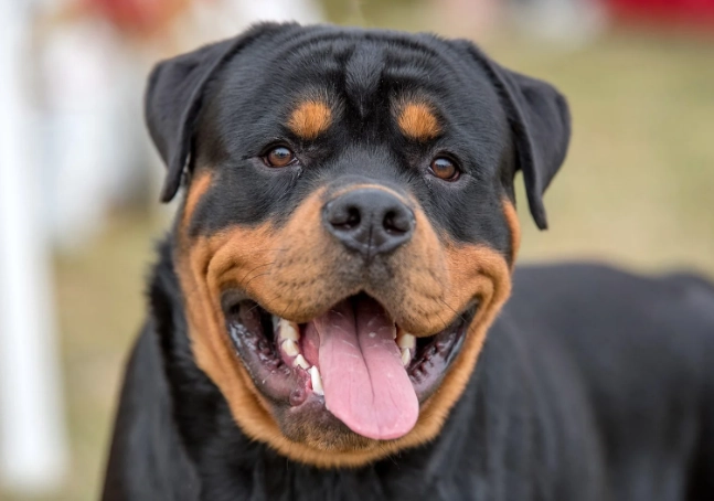 Rottweiler care tips Rottweiler care tips