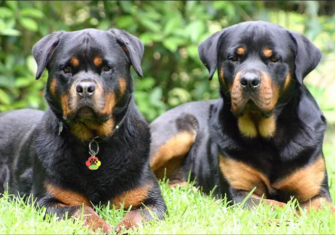 Rottweiler temperament Rottweiler temperament
