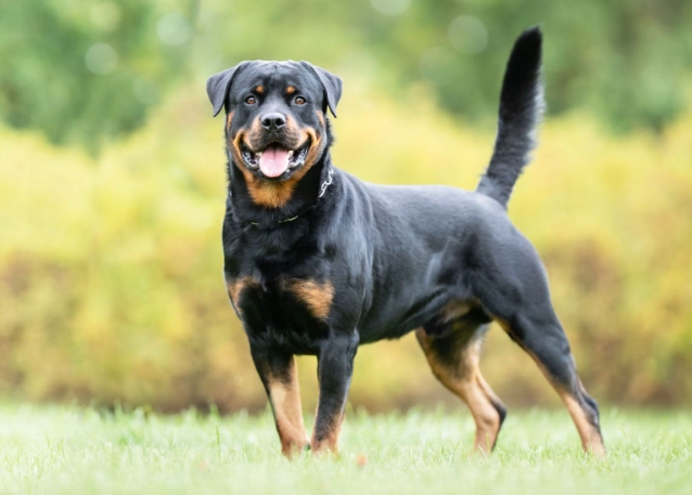 Rottweiler dog breed Rottweiler dog breed