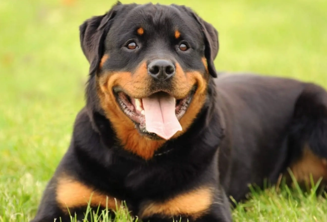 Rottweiler temperament Rottweiler temperament