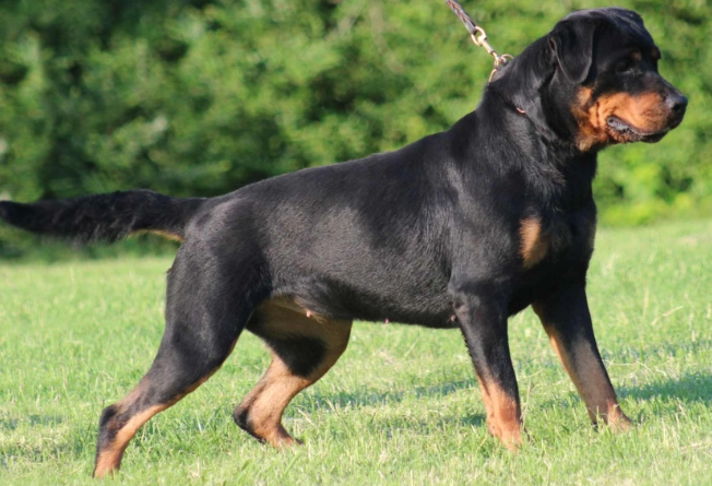 Rottweiler care tips Rottweiler care tips