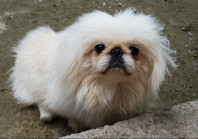 pekingese health problems