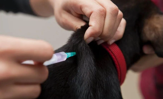 dog vaccination costs dog vaccination costs
