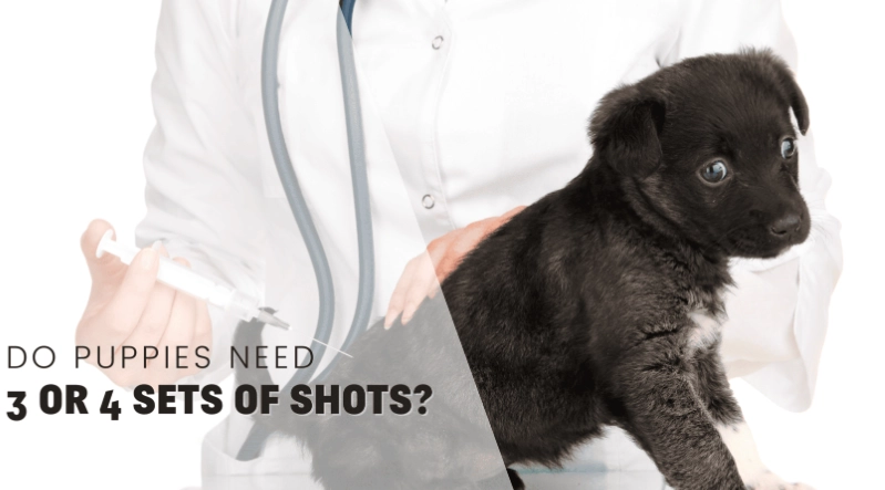 puppy vaccination schedule puppy vaccination schedule