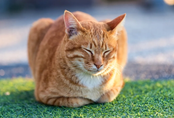 cat bread loaf