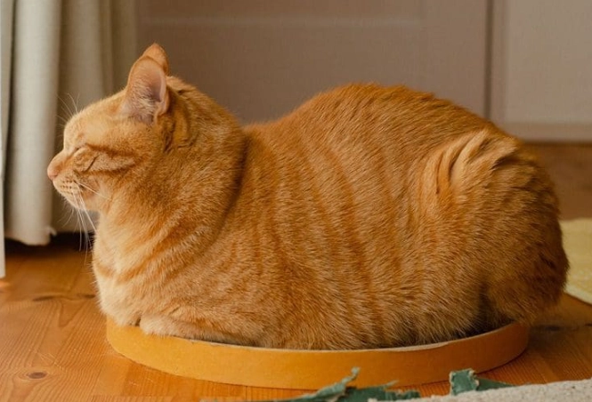 cat loaf position