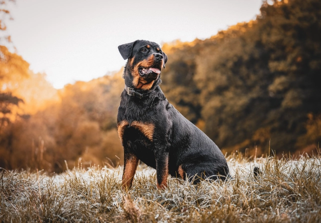 Rottweiler dog breed Rottweiler dog breed