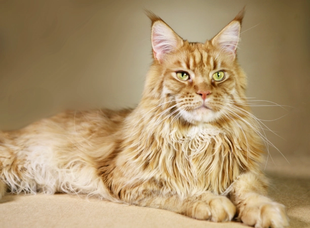 Maine Coon lifespan