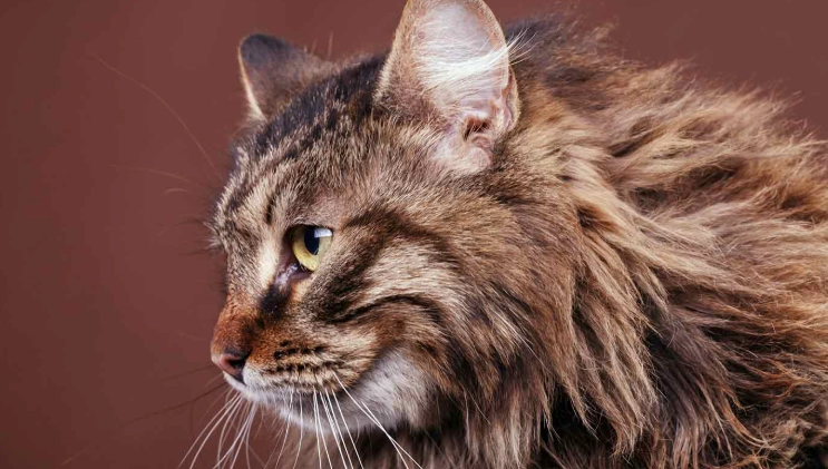 how long do Maine Coons live