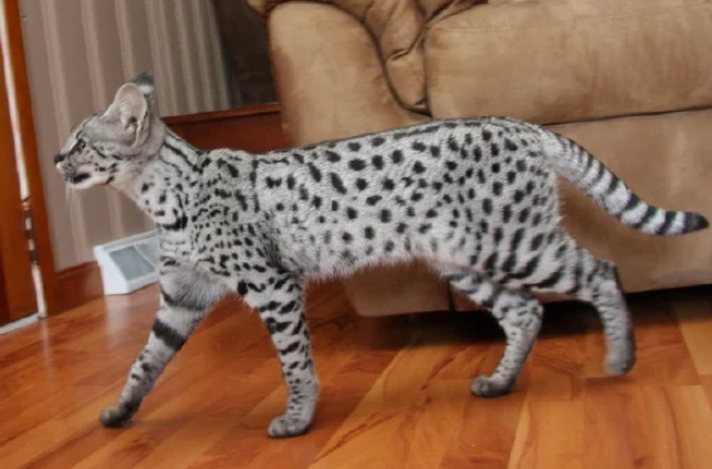 giant house cat breeds giant house cat breeds