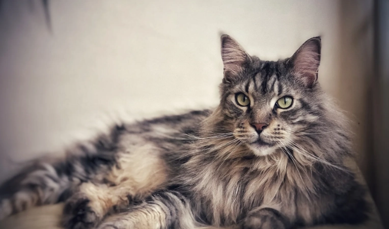 Maine Coon life expectancy
