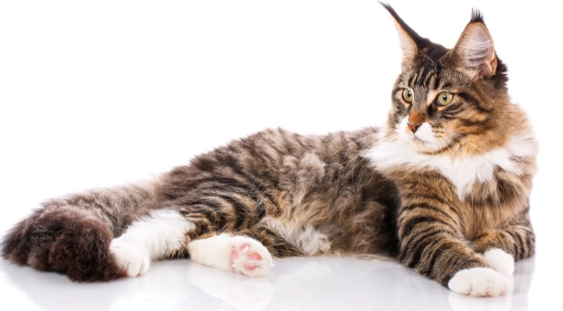 giant house cat breeds giant house cat breeds