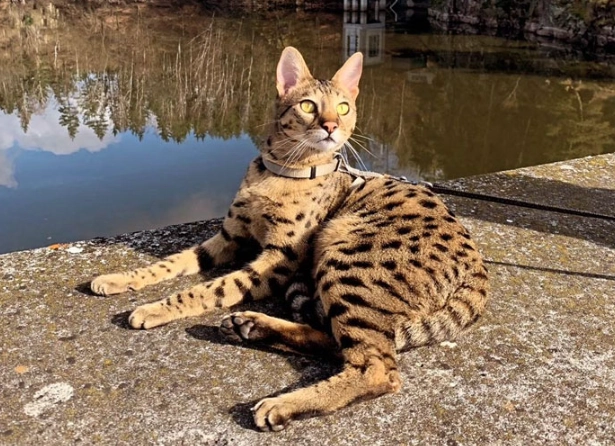 big domestic cats big domestic cats