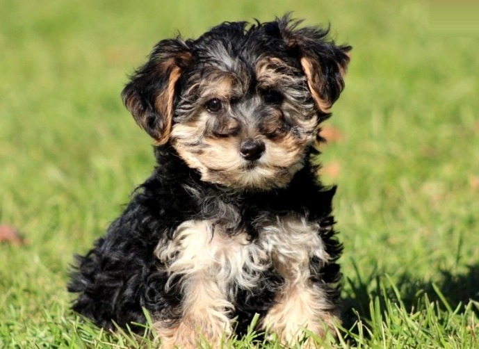 yorkie poo puppy
