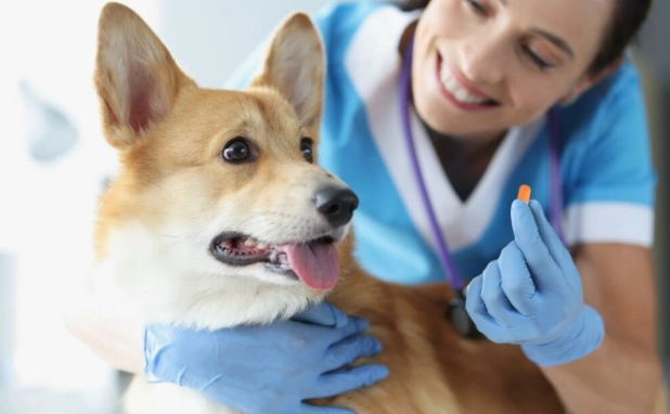 dog antibiotic cefpodoxime dog antibiotic cefpodoxime