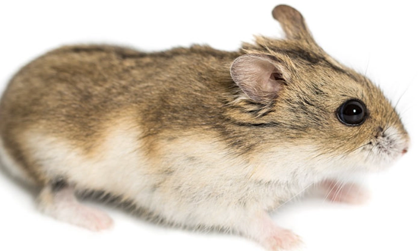 Syrian hamster Syrian hamster