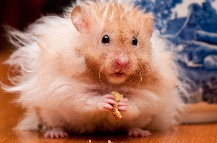 hamster care hamster care