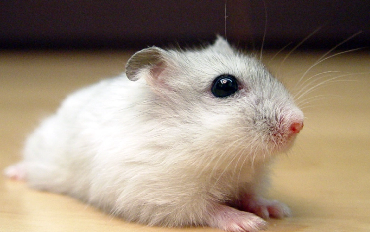 hamster care hamster care