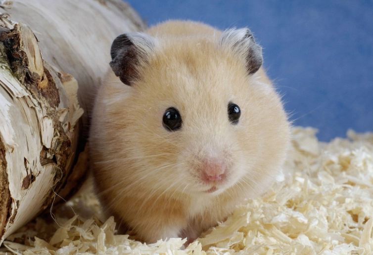 dwarf hamster dwarf hamster