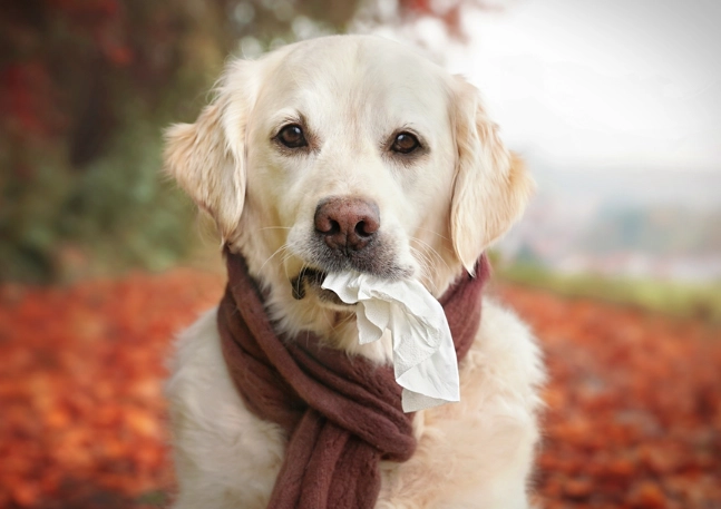 giving benadryl to dogs