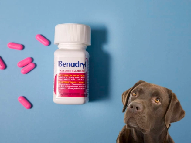 benadryl for dogs dosage