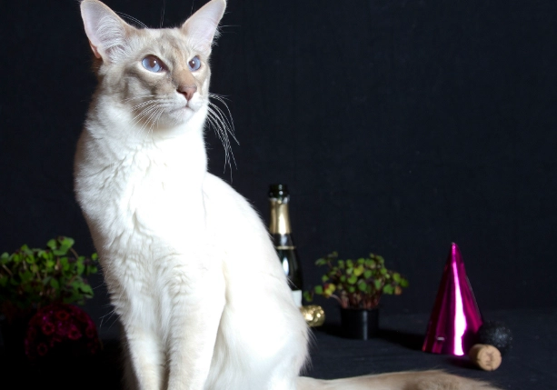 hypoallergenic cat breeds