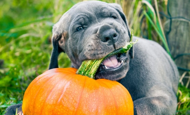 pumpkin for dogs pumpkin for dogs