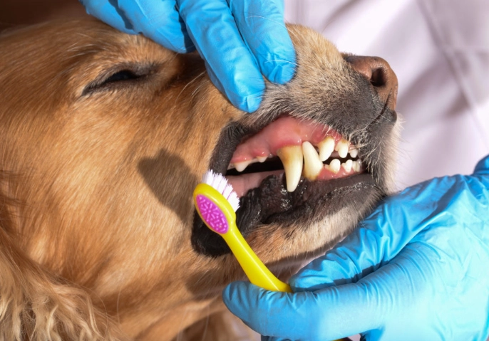 dog dental care dog dental care