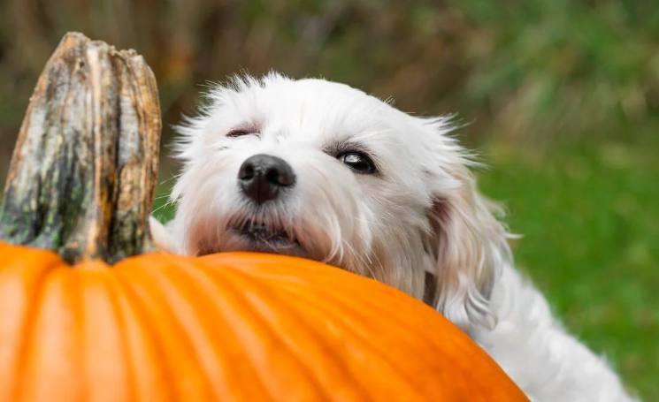 is pumpkin good for dogs is pumpkin good for dogs