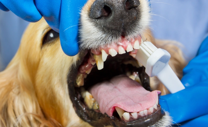 how to clean dog teeth how to clean dog teeth