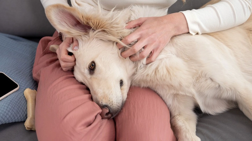 can dogs take benadryl