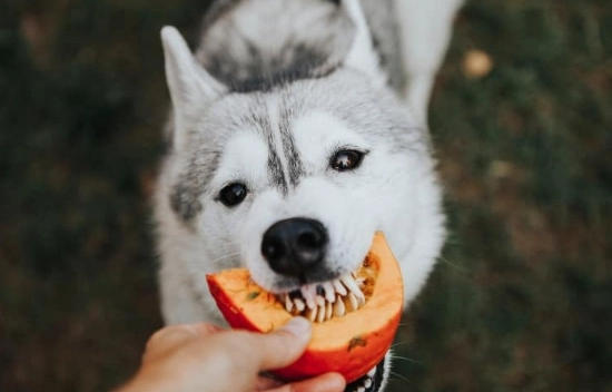 is pumpkin good for dogs is pumpkin good for dogs