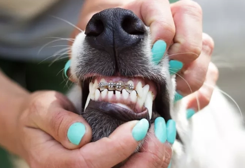dog teeth cleaning products dog teeth cleaning products