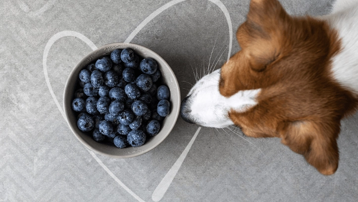 can dogs eat blueberries