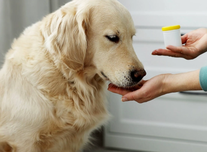 giving benadryl to dogs