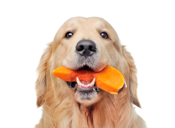 pumpkin for dogs pumpkin for dogs