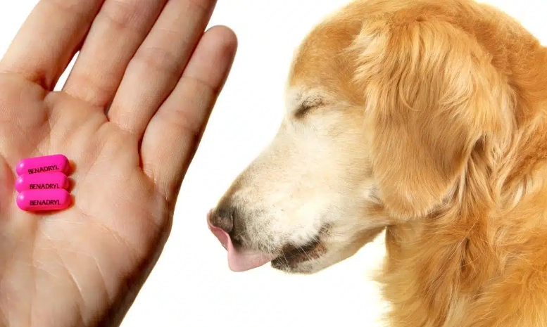 benadryl for dogs dosage