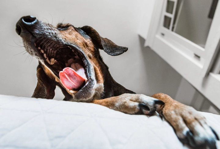 kennel cough symptoms dogs