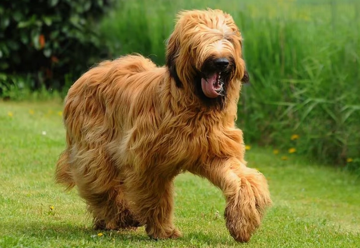 briard dog characteristics briard dog characteristics