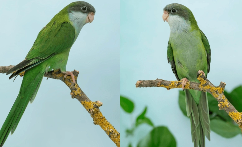 how long do parrots live how long do parrots live