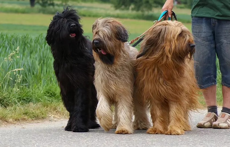 briard dog characteristics briard dog characteristics