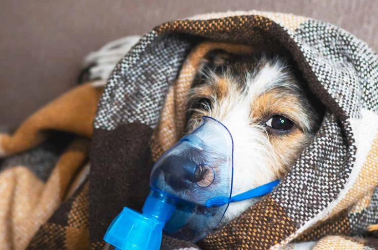 how to treat kennel cough