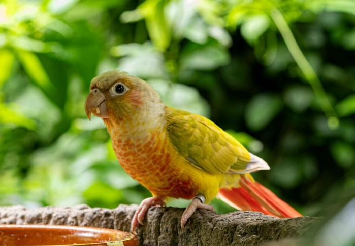 how long do parrots live how long do parrots live