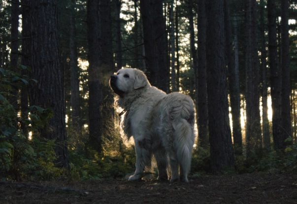 dog night vision dog night vision