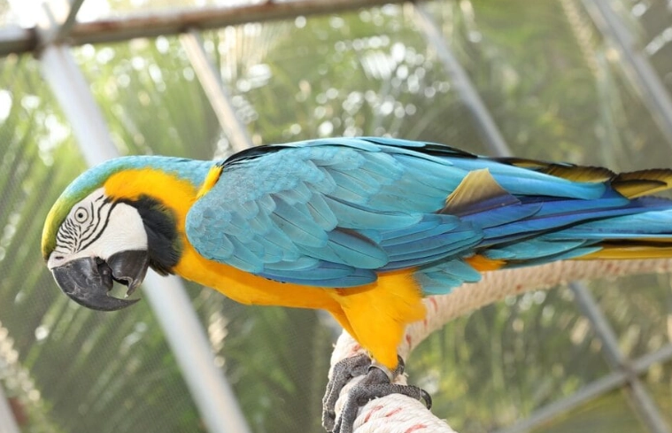 parrot life expectancy parrot life expectancy