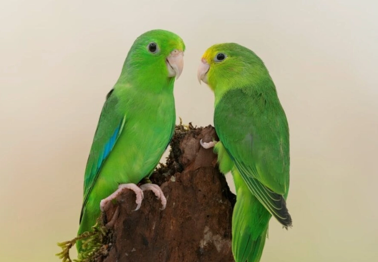 parrot lifespan parrot lifespan