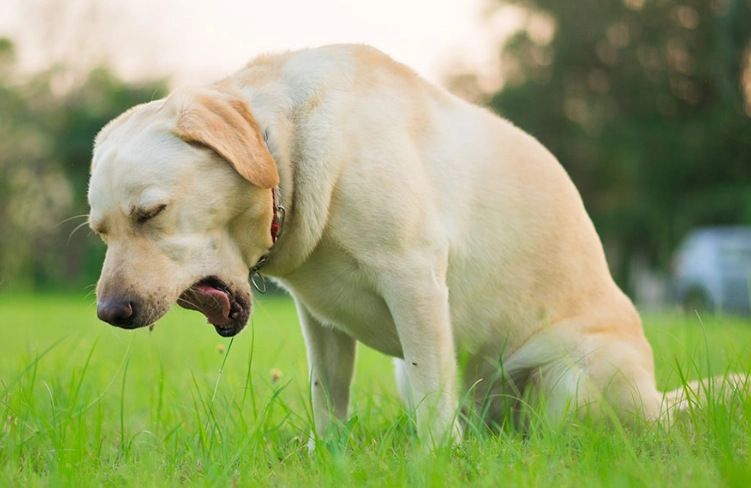 kennel cough symptoms dogs