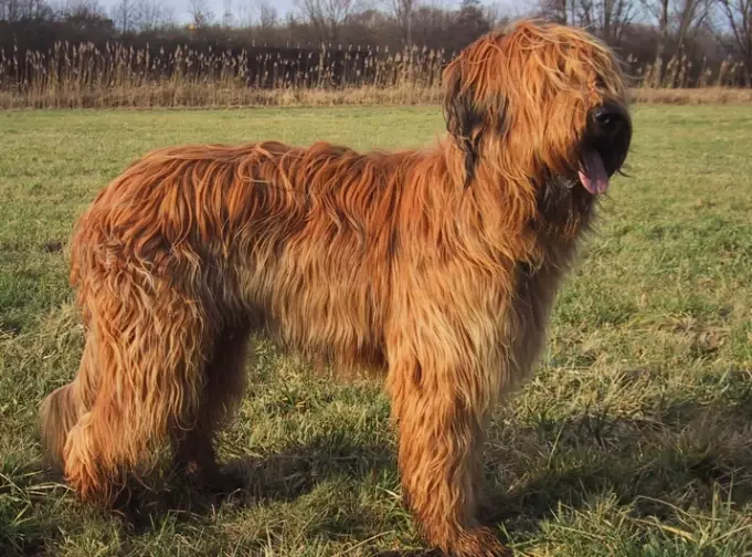 briard dog breed briard dog breed